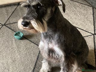 Miniature Schnauzer dogs MINITURE SCHNAUZER PUPS MIDDLESBROUGH - Advert 4