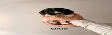 English Springer Spaniel 3 - Blue