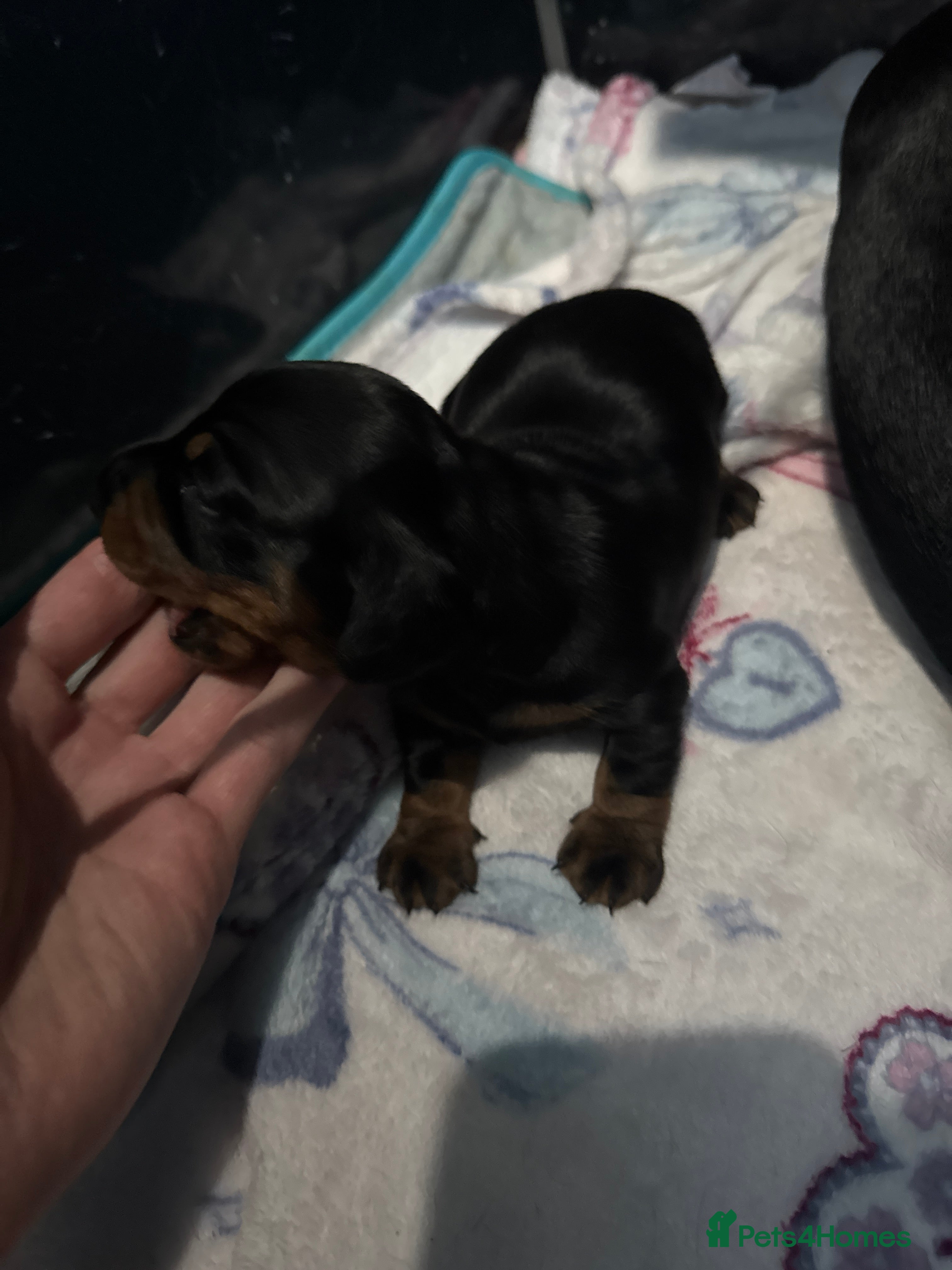 Miniature Dachshund dogs Miniature short haired Dashounds - Advert 1