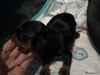 Miniature Dachshund dogs Miniature short haired Dashounds - Advert 1