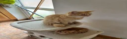 Mixed Breed cats for sale: Ginger-Tortie Kittens  - Advert 27