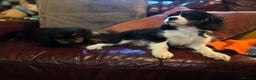 Cavalier King Charles Spaniel dogs for sale: KC Registered Cavalier King Charles Spaniels - Advert 5