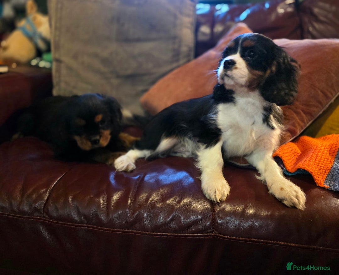 Cavalier King Charles Spaniel dogs for sale: KC Registered Cavalier King Charles Spaniels - Advert 5