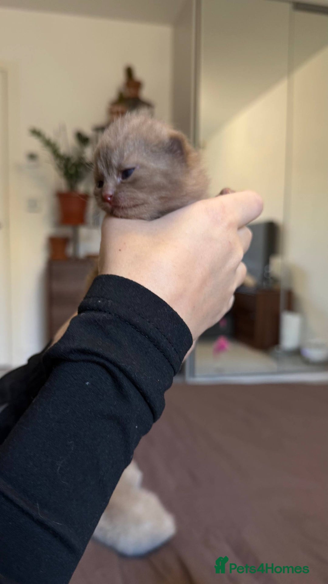 British Shorthair cats for sale: Luxury British Shorthair Kittens | Cinnamon & Fawn - Advert 10