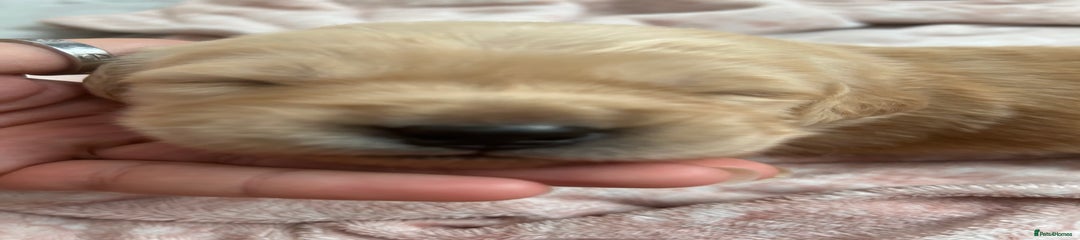 Golden Retriever Puppy 2