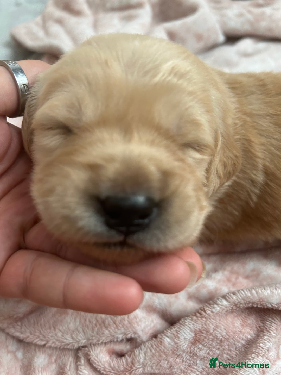 Golden Retriever dogs for sale: Golden retriever puppies!  - Image 10