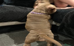American Bully dogs for sale: Pocket bullies  ready to leave!! (Reduced) - Image 29