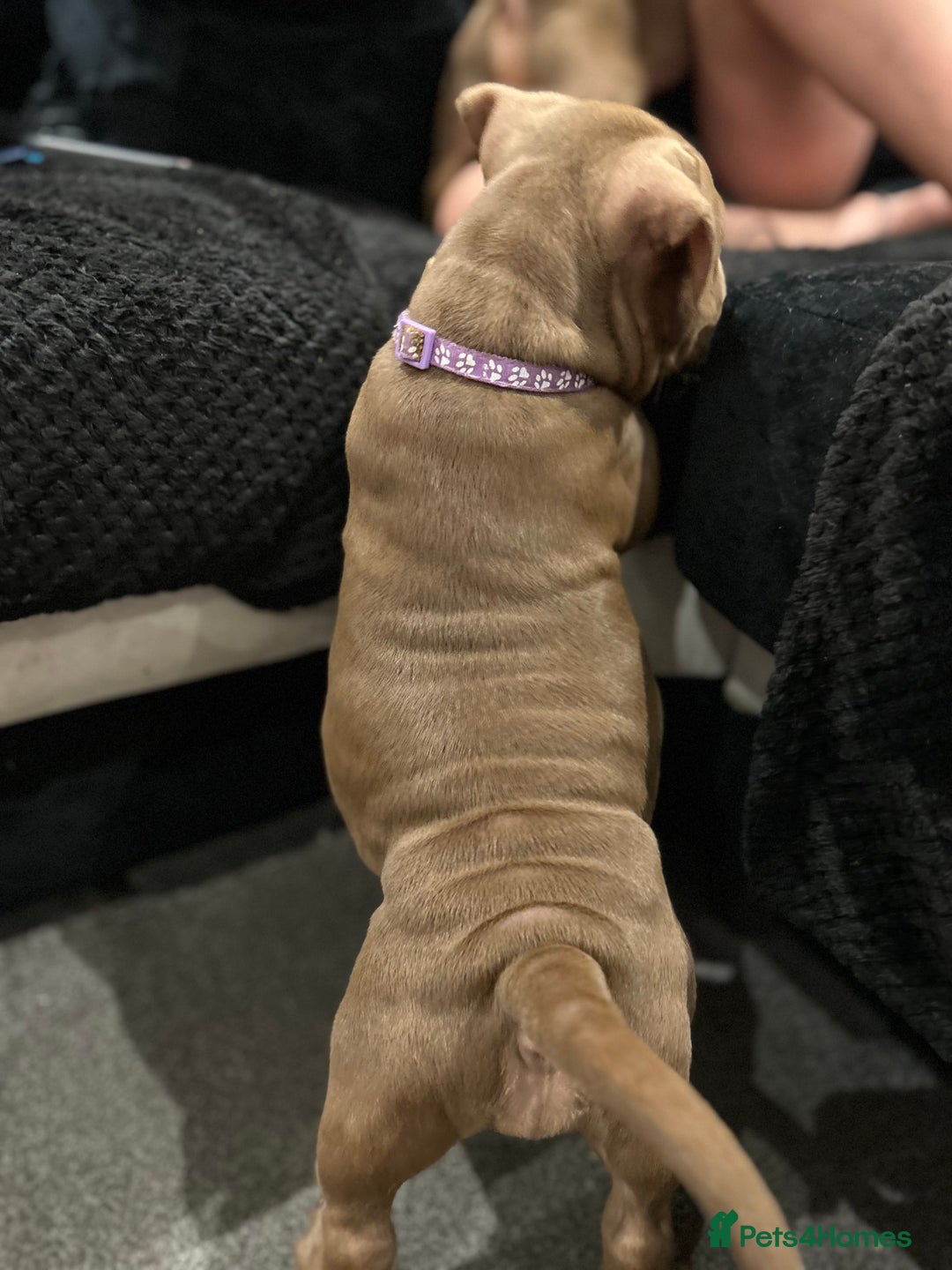 American Bully dogs for sale: Pocket bullies  ready to leave!! (Reduced) - Image 29