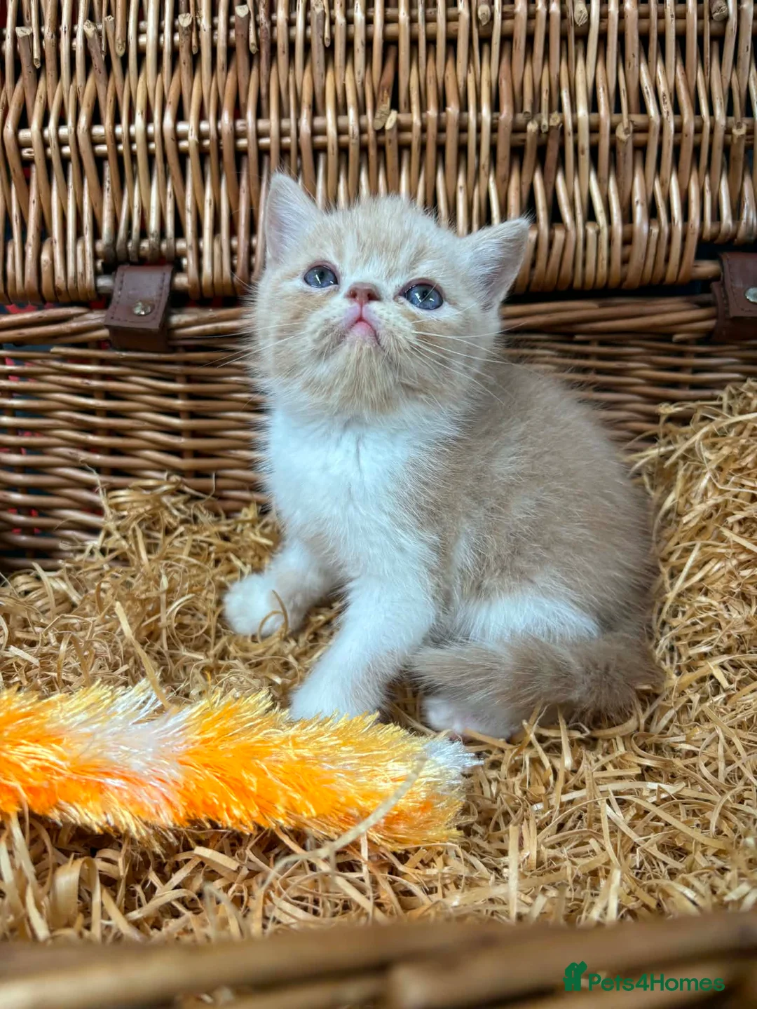 Exotic cats for sale: Chunky exotic female kitten - Advert 2