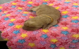 Labrador Retriever dogs for sale: Beautiful pedigree golden Labradors  - Image 12