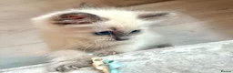 Ragdoll cats for sale: Beautiful baby girl - Advert 7