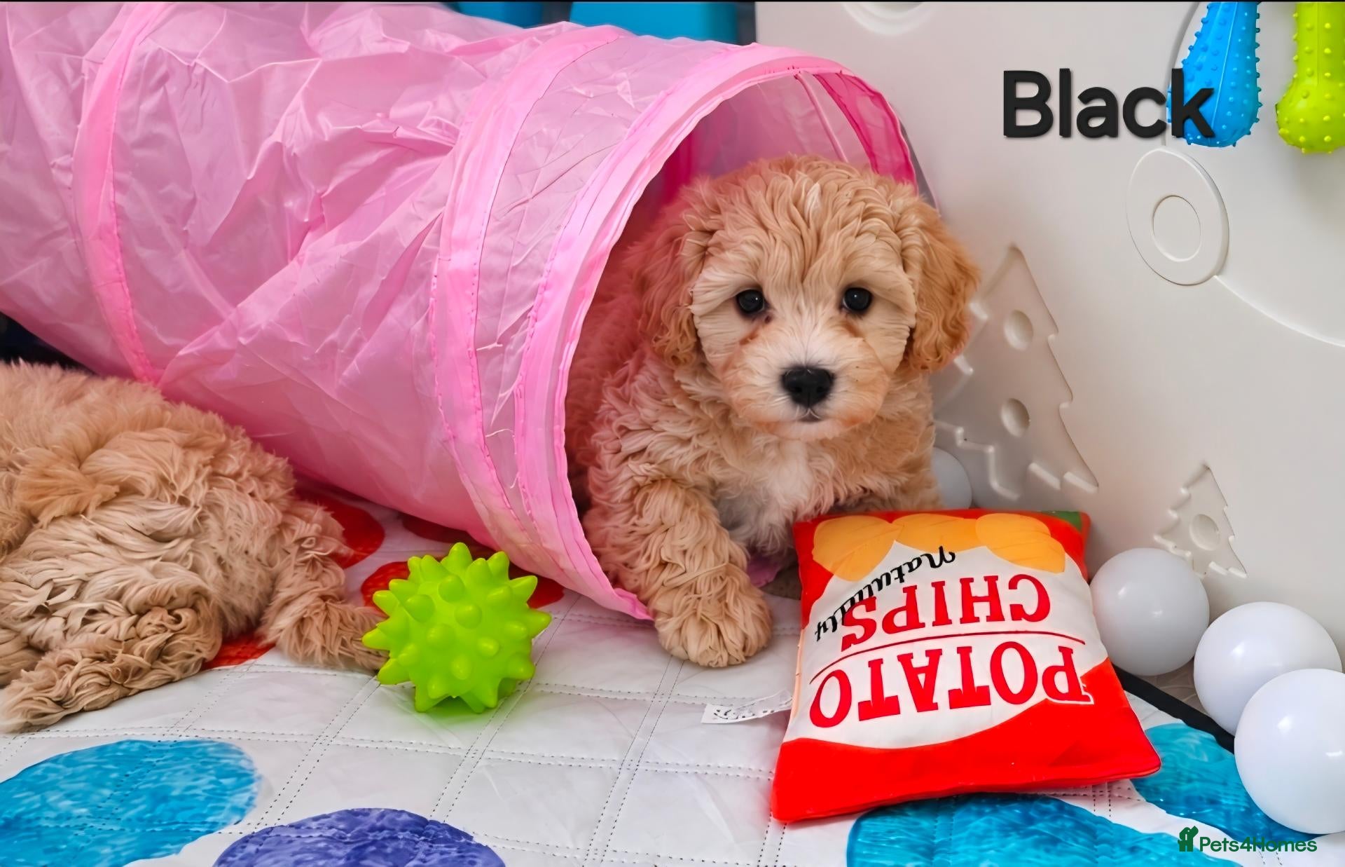 Maltipoo dogs LAST MALTIPOO BOY AVAILABLE - Advert 2