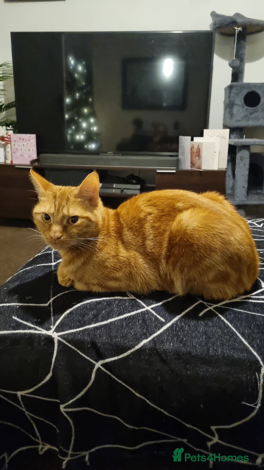 British Shorthair cats for sale: Beans Needs Rehoming  - Image 1