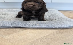 Cocker Spaniel dogs for sale: Show type cocker spaniel  - Image 17