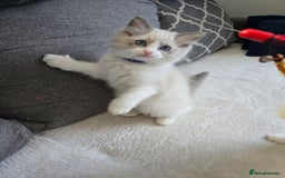 Ragdoll cats for sale: Ragdoll Kittens  - Advert 16