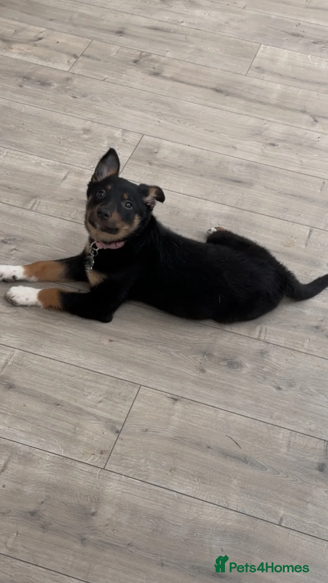Mixed Breed dogs for sale: Border Collie X Kelpie  - Advert 4