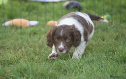 English Springer Spaniel dogs for sale: English springer spaniels  - Image 30