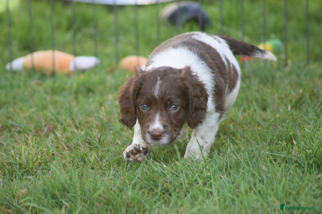 English Springer Spaniel dogs for sale: English springer spaniels  - Image 30