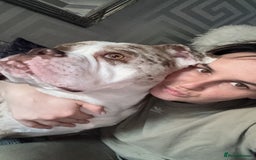 Olde English Bulldogge dogs for stud: OEB 🐶⭐️DEL~BOY ⭐️🐶 First time Stud  - Image 39