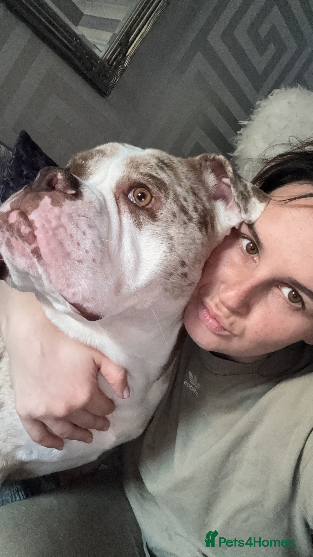 Olde English Bulldogge dogs for stud: OEB 🐶⭐️DEL~BOY ⭐️🐶 First time Stud  - Image 39