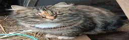 Mixed Breed cats for sale: 5 adotable kittend - Advert 13