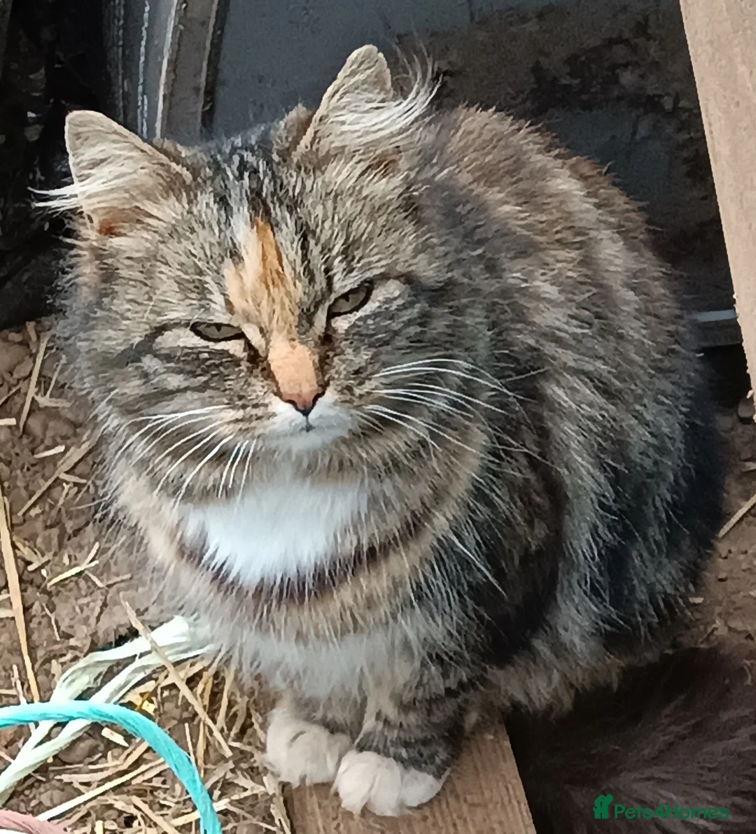 Mixed Breed cats for sale: 5 adotable kittend - Advert 13