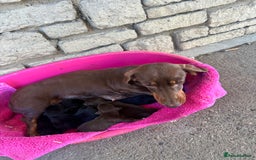 Mixed Breed dogs for sale: 🐾 Gorgeous Doxiepoo Puppies – Ready Soon! 🐾 - Image 9