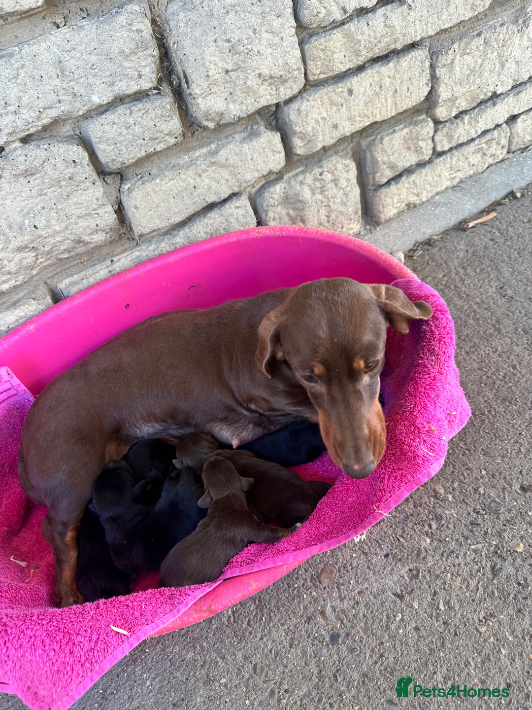 Mixed Breed dogs for sale: 🐾 Gorgeous Doxiepoo Puppies – Ready Soon! 🐾 - Image 9
