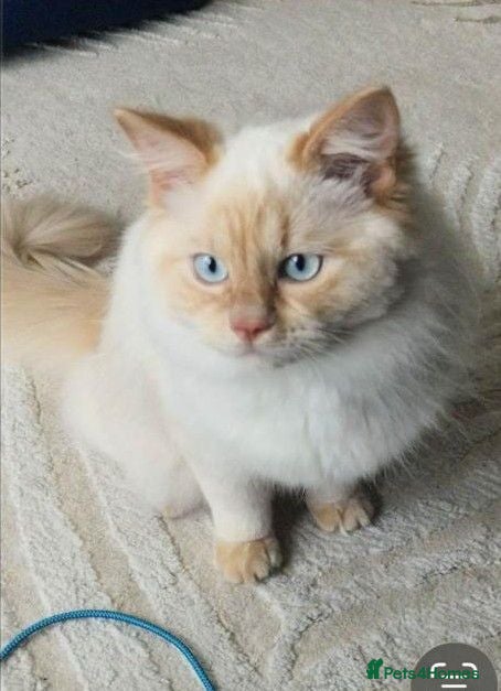 Ragdoll cats Ragdoll male  - Advert 4