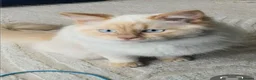 Ragdoll cats for sale: Ragdoll male  in Saltcoats - Advert 1