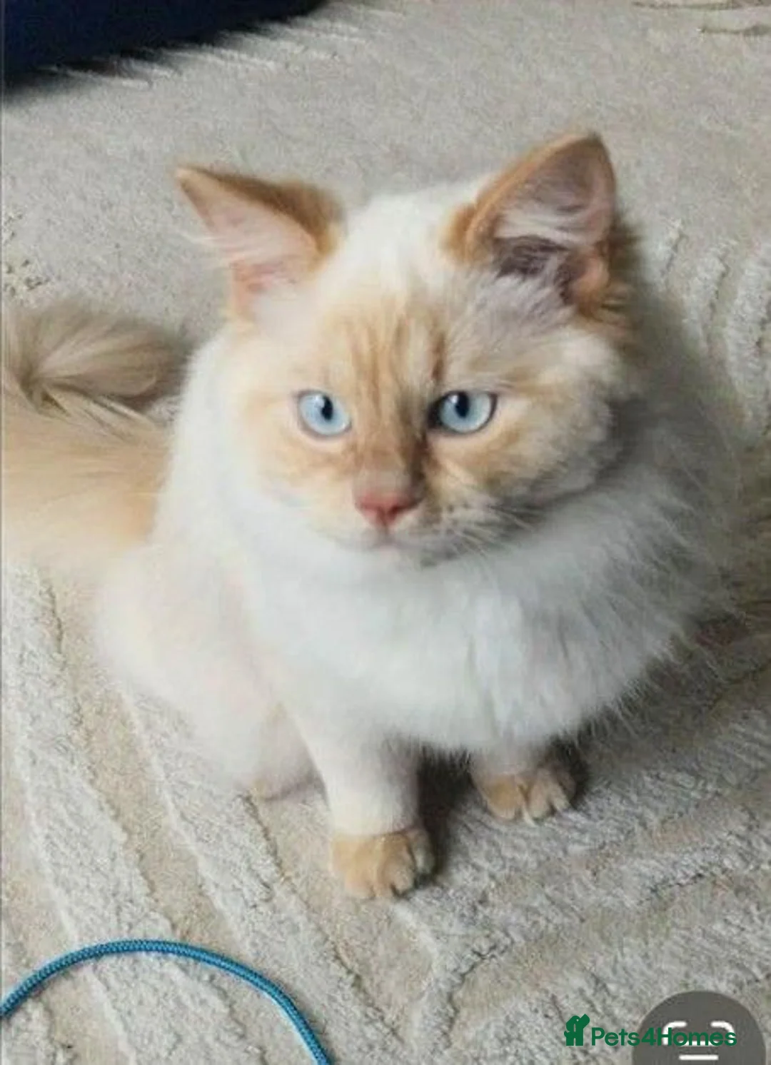 Ragdoll cats for sale: Ragdoll male  in Saltcoats - Advert 1