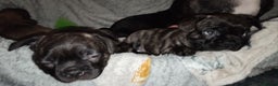Mixed Breed dogs for sale: Male puppies Frenchie X  - Advert 2