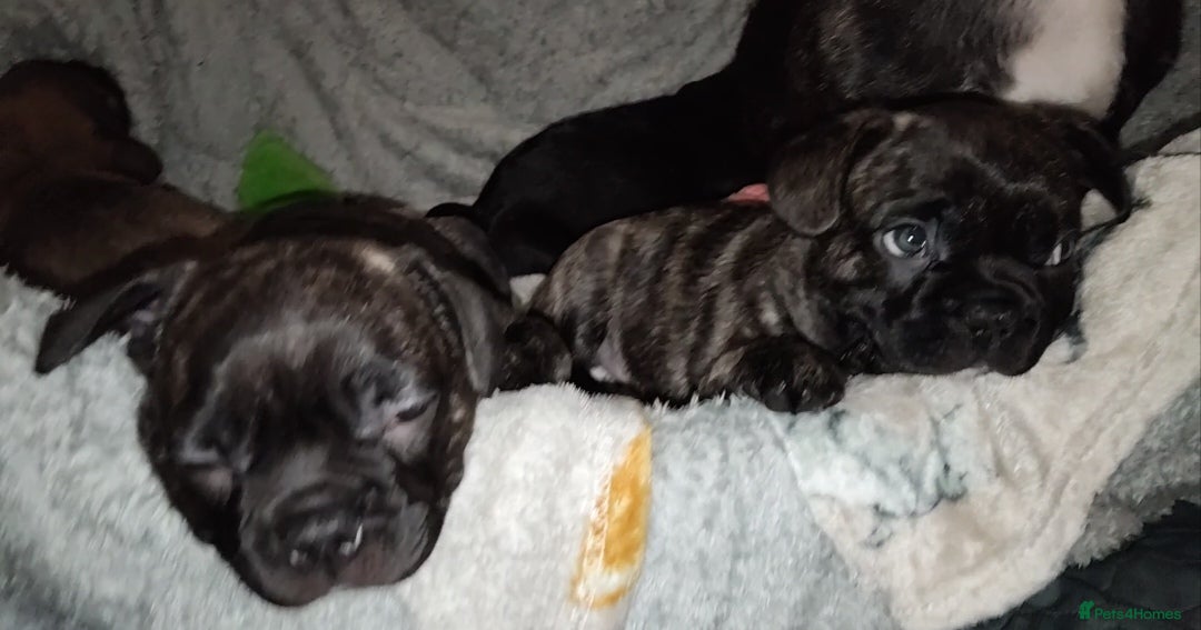 Mixed Breed dogs for sale: Male puppies Frenchie X  - Advert 2