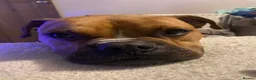 Mixed Breed dogs for sale: Boxer cross 5 years old  - Advert 8