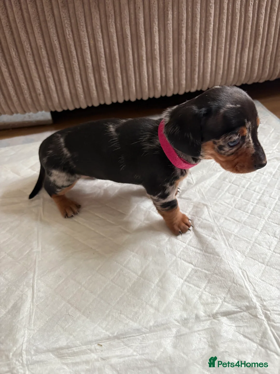 Dachshund dogs for sale: Miniature/Half-Miniature Dachshund Puppies  in Chatham - Advert 2