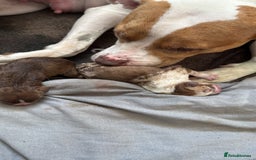 American Bull Staffy dogs for sale: American Bulldog - Image 5