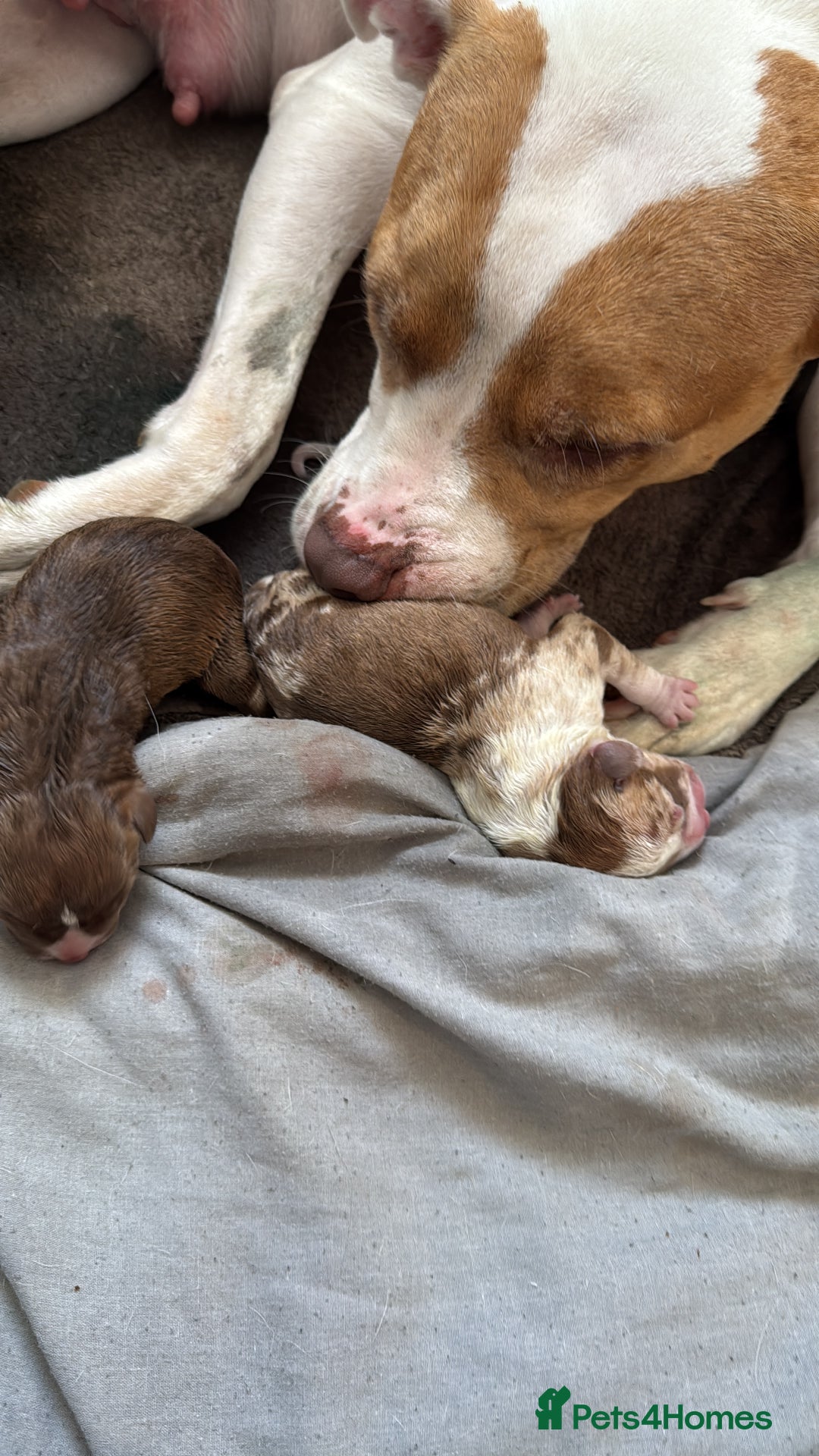 American Bull Staffy dogs for sale: American Bulldog - Image 5