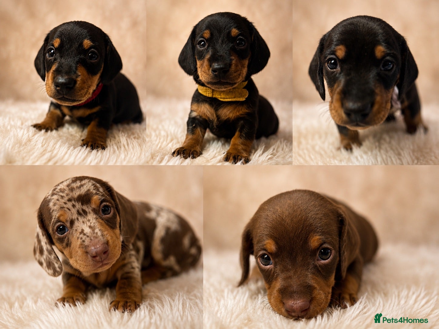 Miniature Dachshund dogs Kc registered miniature dachshund puppies  - Advert 19