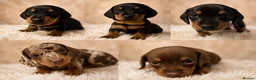 Miniature Dachshund dogs for sale: Ready for there forever homes this Thursday - Advert 1