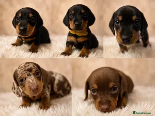 Miniature Dachshund dogs Kc registered miniature dachshund puppies - Advert 1