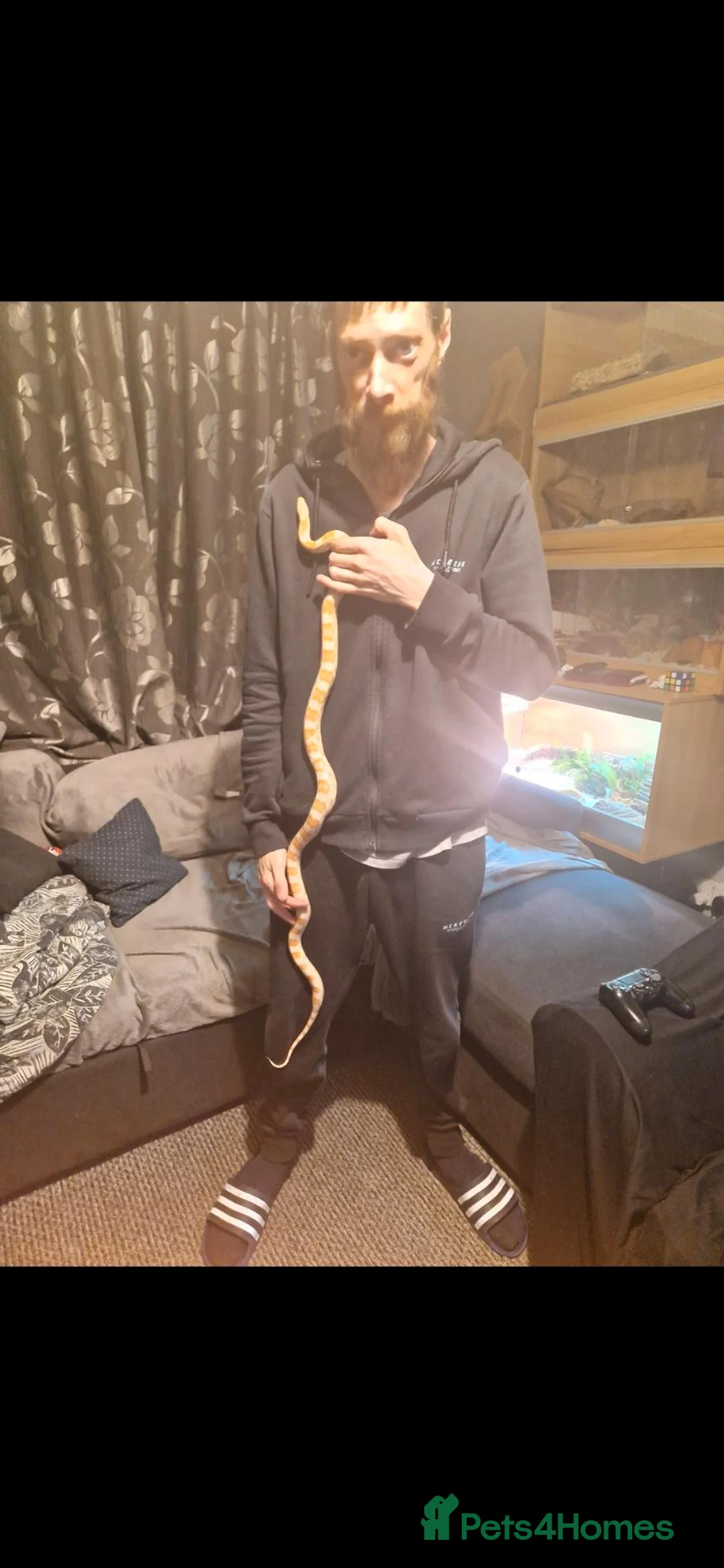 Corn Snake reptiles for sale: 2 female egg laying corn snakes  in Maidstone - Advert 2