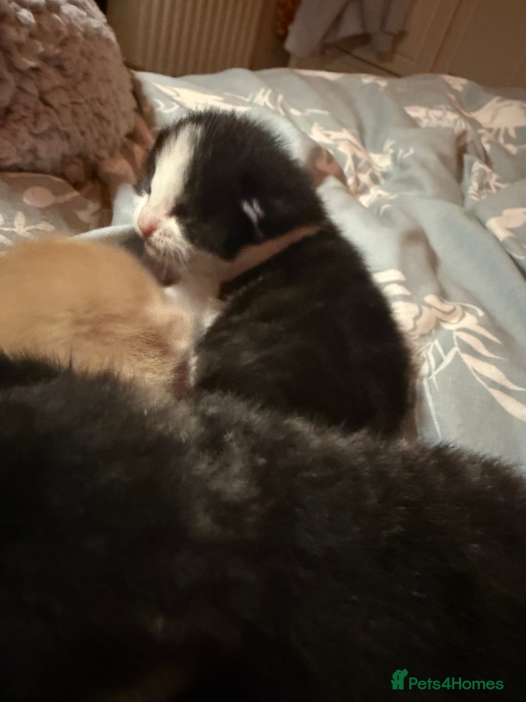 Mixed Breed cats for sale: Gorgeous kittens for sale - Advert 6