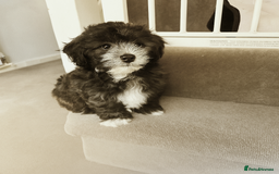 Mixed Breed dogs for sale: Shichon puppies for sale - Image 1