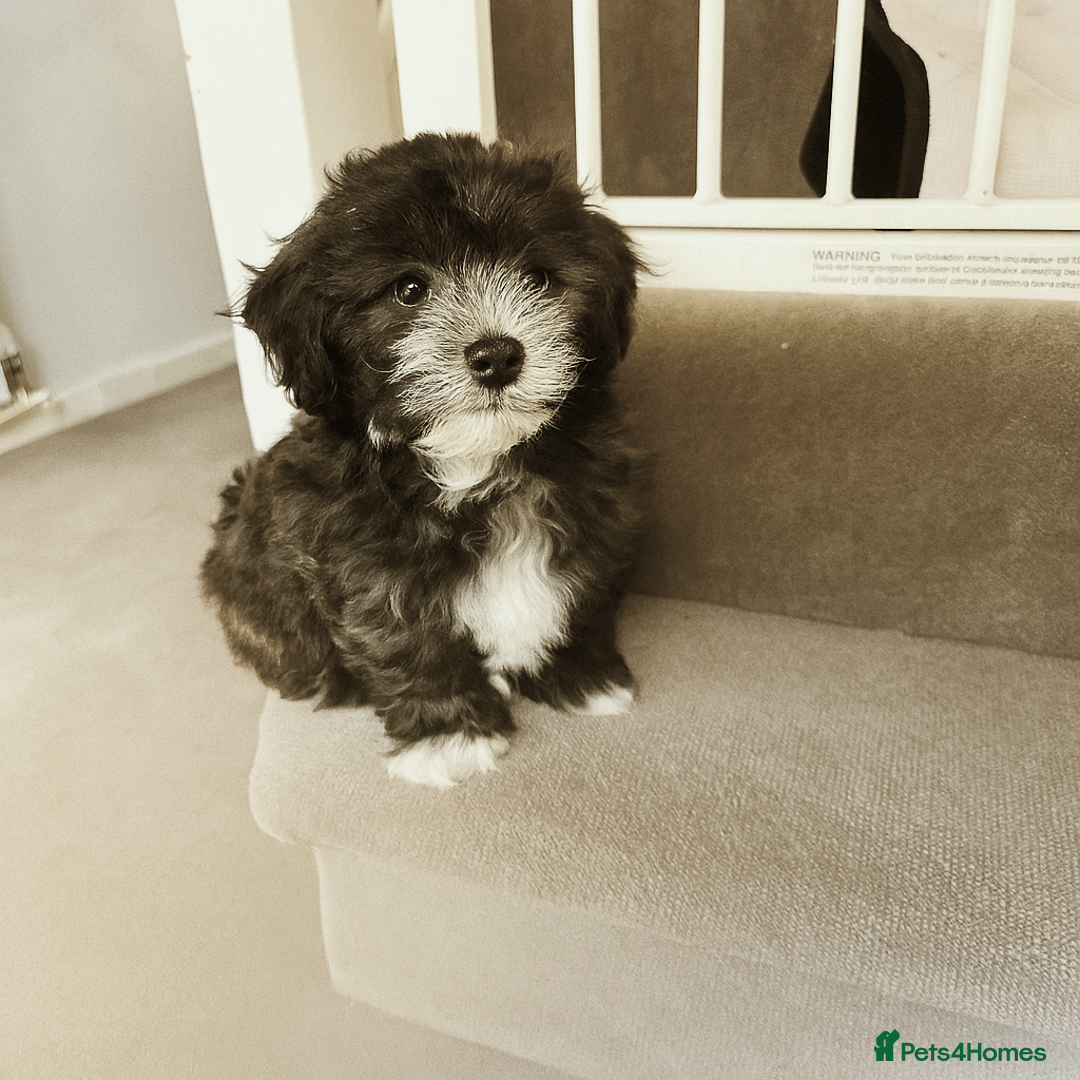 Mixed Breed dogs for sale: Shichon puppies for sale - Image 1