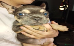 French Bulldog dogs for sale: Beautiful chunky Frenchies - Image 31