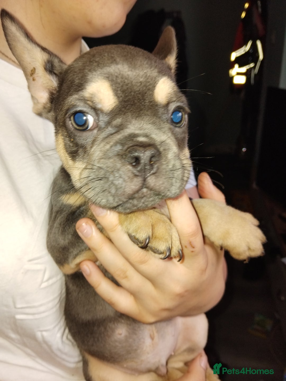 French Bulldog dogs for sale: Beautiful chunky Frenchies - Image 31
