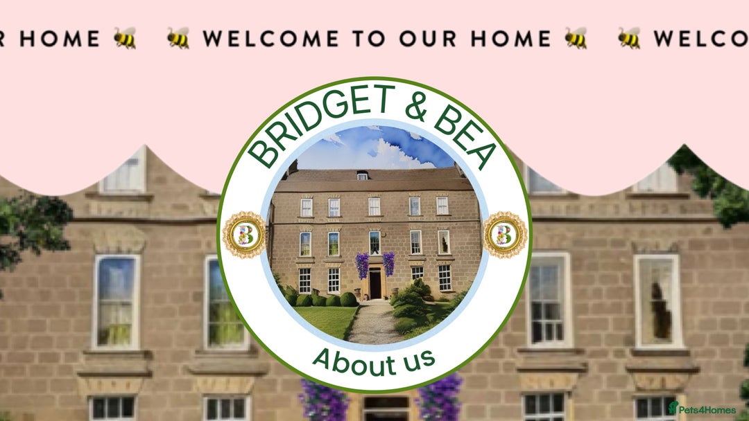 Pomeranian dogs for sale: 💛WAITING LIST NOW OPEN💛 - Image 11