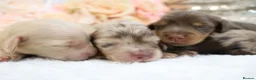 Miniature Dachshund dogs for sale: KC Longhair Miniature Dachshunds - Advert 14