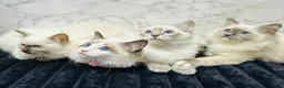 Ragdoll cats for sale:  🌸 GCCF/TICA Registered Pedigree Ragdoll Kittens  - Advert 3