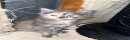 Maine Coon cats for sale: Beautiful Baby Maine Coon Kittens - Advert 12